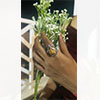 Hiraola's Product Image